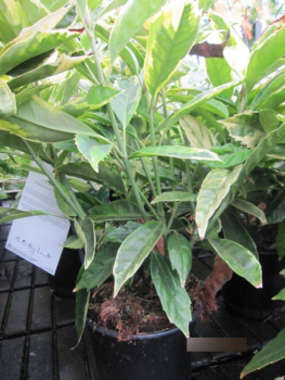 Japanische Aukube Sulphurea Marginata2